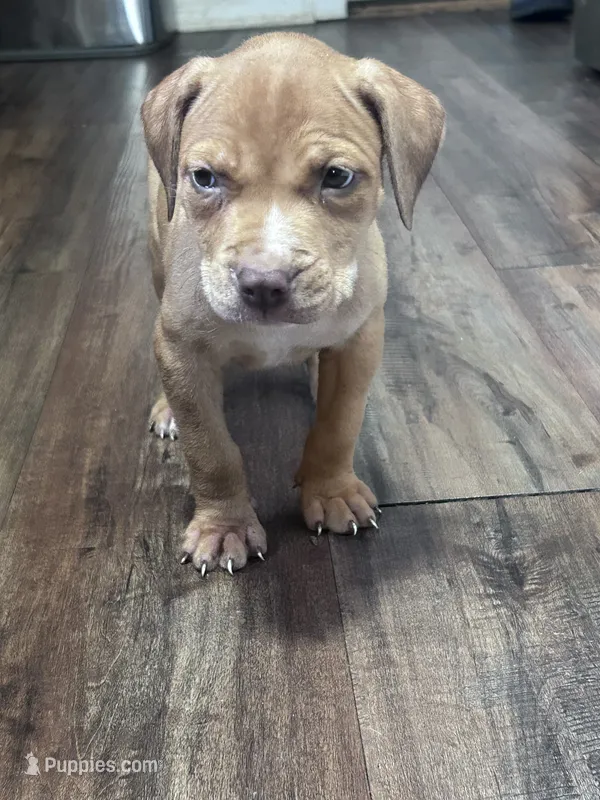 Nova  – American Pit Bull Terrier puppy for sale in Cleveland Heights, OH
