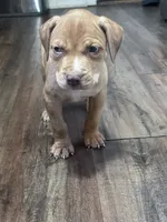 Nova , a female American Pit Bull Terrier for sale in Cleveland Heights, OH – 1 of 2