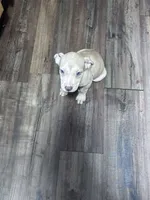 Storm, a female American Staffordshire Terrier for sale in Cleveland Heights, OH – 2 of 2