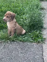 Ava, a female American Pit Bull Terrier for sale in Cleveland Heights, OH – 2 of 3