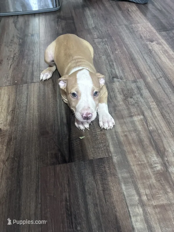 Zeus – American Pit Bull Terrier puppy for sale in Cleveland Heights, OH