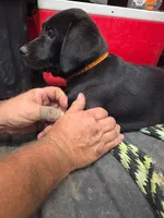 Dixie, a female Labrador Retriever for sale in Blanchardville, WI – 2 of 3