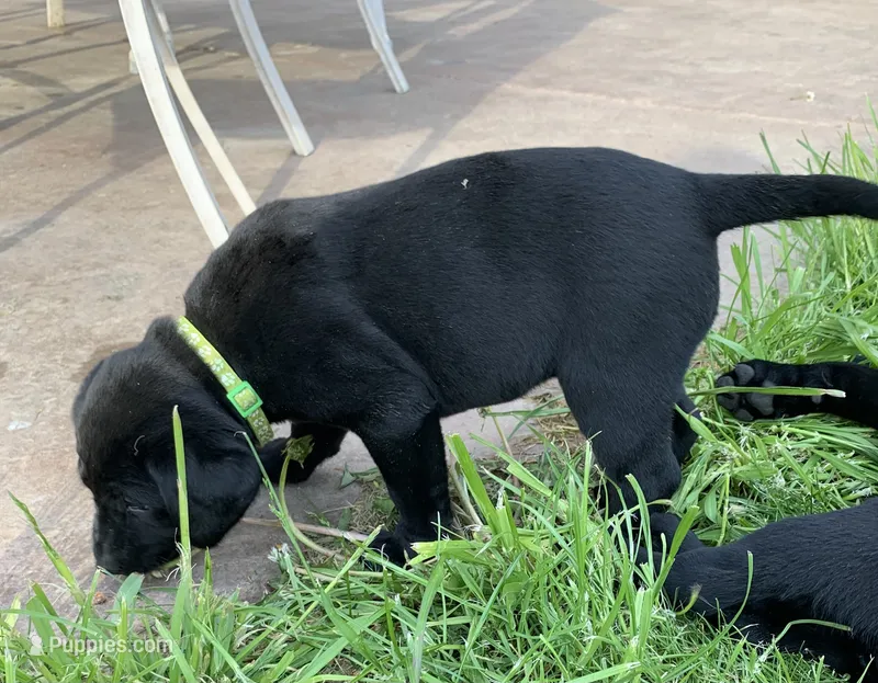Green – Labrador Retriever puppy for sale in Blanchardville, WI