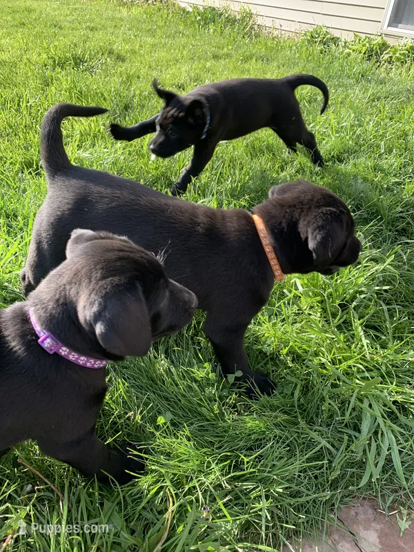 Orange – Labrador Retriever puppy for sale in Blanchardville, WI