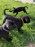 Orange, a female Labrador Retriever for sale in Blanchardville, WI – 1 of 1
