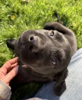 Dixie, a female Labrador Retriever for sale in Blanchardville, WI – 3 of 3