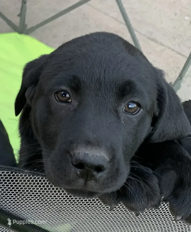 Dixie – Labrador Retriever puppy for sale in Blanchardville, WI