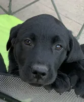 Dixie, a female Labrador Retriever for sale in Blanchardville, WI – 1 of 3