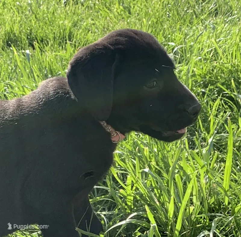 Pink – Labrador Retriever puppy for sale in Blanchardville, WI