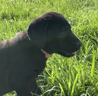 Pink, a female Labrador Retriever for sale in Blanchardville, WI – 1 of 1