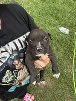 King , a male American Bully for sale in Rowland, NC – 2 of 3