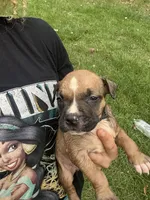 Divine , a male American Bully for sale in Rowland, NC – 3 of 3