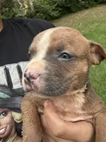 Heaven , a female American Bully for sale in Rowland, NC – 4 of 4