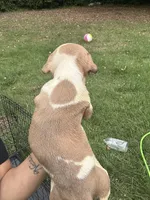 Preach , a male American Bully for sale in Rowland, NC – 3 of 3