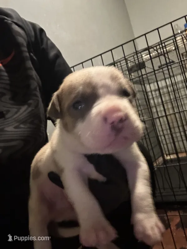 Preach  – American Bully puppy for sale in Rowland, NC