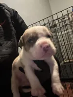 Preach , a male American Bully for sale in Rowland, NC – 1 of 3