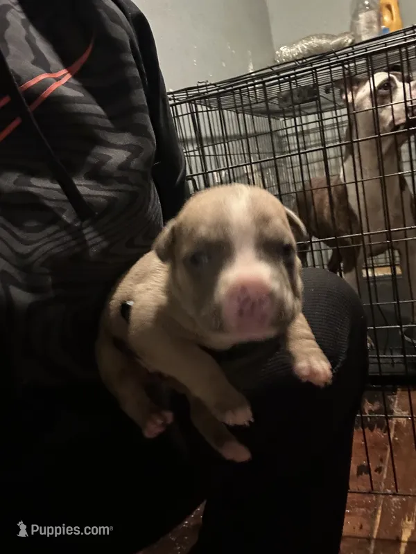 Heaven  – American Bully puppy for sale in Rowland, NC
