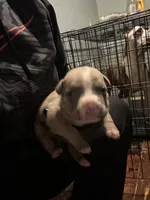 Heaven , a female American Bully for sale in Rowland, NC – 1 of 4