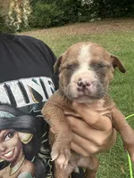 Heaven , a female American Bully for sale in Rowland, NC – 3 of 4