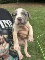Psalm, a male American Bully for sale in Rowland, NC – 2 of 4
