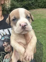 Preach , a male American Bully for sale in Rowland, NC – 2 of 3