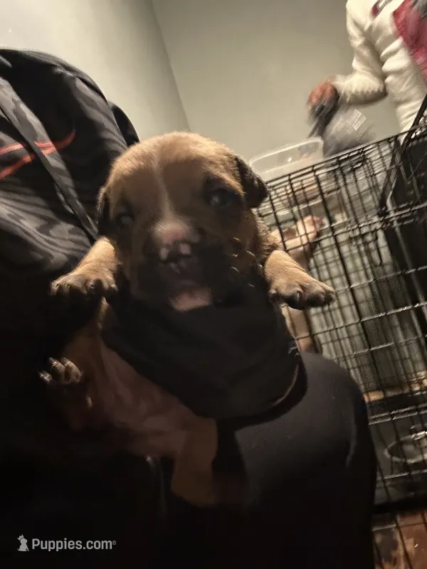 Divine  – American Bully puppy for sale in Rowland, NC
