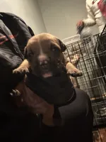 Divine , a male American Bully for sale in Rowland, NC – 1 of 3