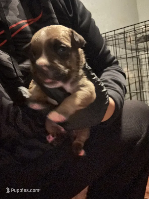 Mercy  – American Bully puppy for sale in Rowland, NC