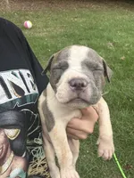 Psalm, a male American Bully for sale in Rowland, NC – 4 of 4