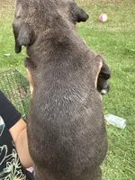 King , a male American Bully for sale in Rowland, NC – 3 of 3
