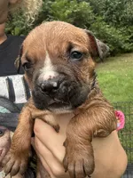 Mercy , a female American Bully for sale in Rowland, NC – 2 of 3