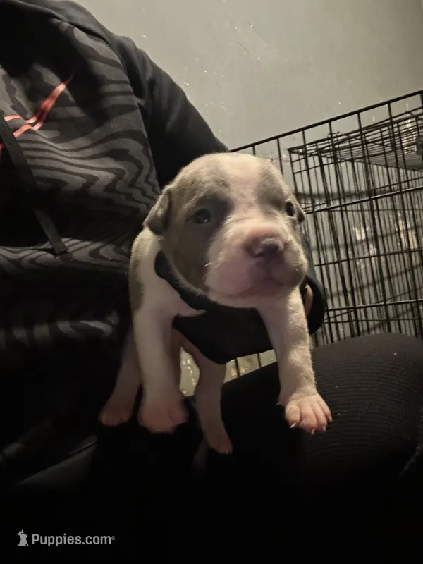 Psalm – American Bully puppy for sale in Rowland, NC