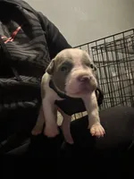 Psalm, a male American Bully for sale in Rowland, NC – 1 of 4