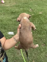 Heaven , a female American Bully for sale in Rowland, NC – 2 of 4