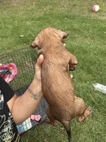 Mercy , a female American Bully for sale in Rowland, NC – 3 of 3