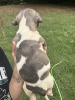 Psalm, a male American Bully for sale in Rowland, NC – 3 of 4
