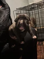 King , a male American Bully for sale in Rowland, NC – 1 of 3