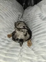 Merle Yorkies , a male Yorkshire Terrier for sale in Fresno, CA – Photo 7 of 9