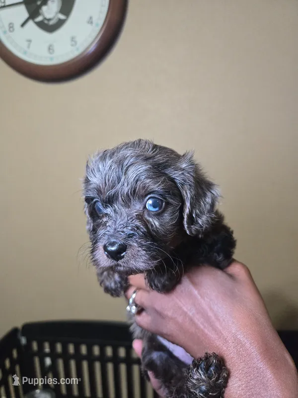 Purple – Yorkshire Terrier puppy for sale in Fresno, CA