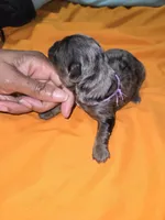 Merle Yorkies , a male Yorkshire Terrier for sale in Fresno, CA – Photo 9 of 9