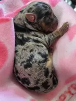 Merle Yorkies , a male Yorkshire Terrier for sale in Fresno, CA – Photo 5 of 9