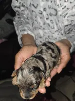 Merle Yorkies , a male Yorkshire Terrier for sale in Fresno, CA – Photo 2 of 9