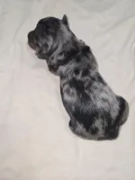 Merle Yorkies , a male Yorkshire Terrier for sale in Fresno, CA – Photo 3 of 9