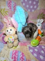 Purple - Offers Being Accepted, a female Yorkshire Terrier for sale in Fresno, CA – Photo 3 of 5