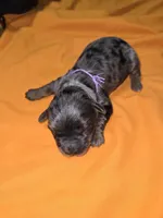 Merle Yorkies , a male Yorkshire Terrier for sale in Fresno, CA – Photo 8 of 9