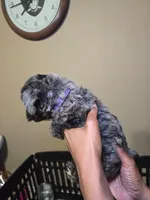 Purple - Offers Being Accepted, a female Yorkshire Terrier for sale in Fresno, CA – Photo 1 of 5