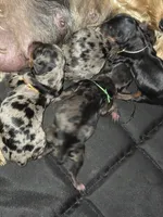 Merle Yorkies , a male Yorkshire Terrier for sale in Fresno, CA – Photo 4 of 9