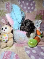 Purple - Offers Being Accepted, a female Yorkshire Terrier for sale in Fresno, CA – Photo 5 of 5