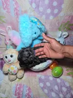 Purple - Offers Being Accepted, a female Yorkshire Terrier for sale in Fresno, CA – Photo 4 of 5