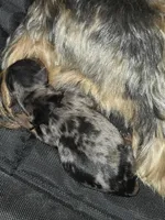 Merle Yorkies , a male Yorkshire Terrier for sale in Fresno, CA – Photo 6 of 9